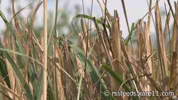 Drought report: All of Minnesota is now 'abnormally dry'