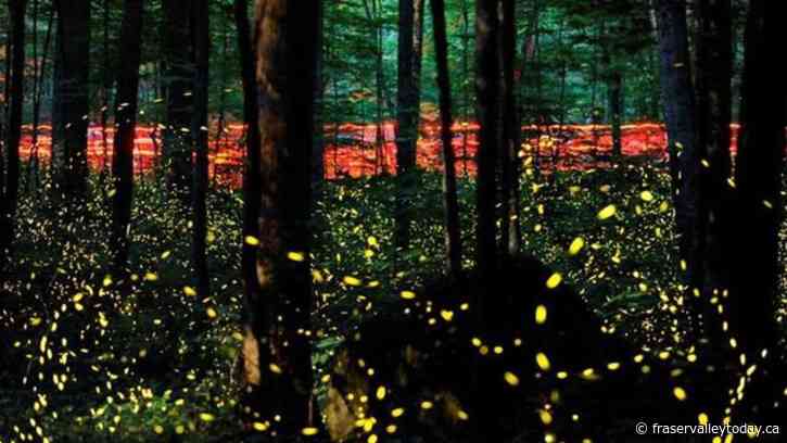 Fade into the night: Fireflies facing threats from climate change and light pollution