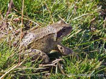 À Isola, mobilisation pour sauver les grenouilles rousses menacées de disparition