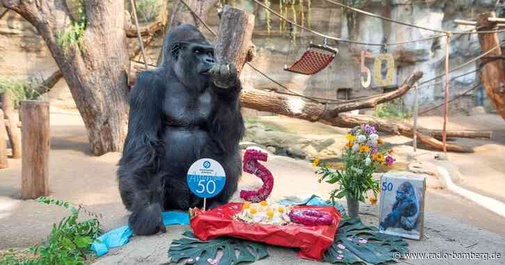 Silberrücken-Geburtstag: Torte zum 50. für Gorilla Assumbo