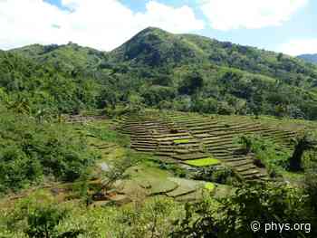 Research highlights benefits of wild plants in fallow land and other ecosystems in Madagascar