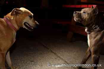 RSPCA warns UK dog fighting on the rise and reveal hotspots