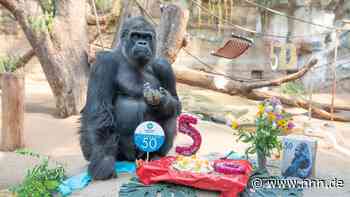Silberrücken-Geburtstag: Torte zum 50. für Gorilla Assumbo
