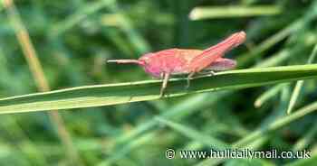 Rare pink grasshoppers discovered in Hull garden