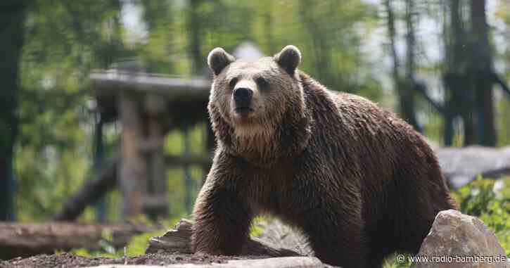 Mann erschießt Braunbärin aus Notwehr