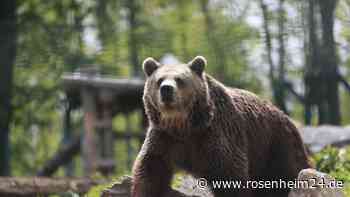 Mann erschießt Braunbärin aus Notwehr