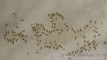 Ameisenproblem im Haus? Effektive Bekämpfung mit Klebeband