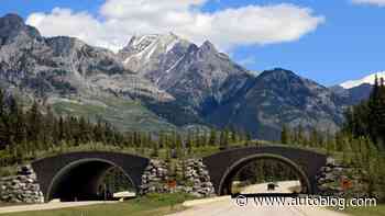 Critter crossings: Trans-Canada Highway is getting the latest wildlife bridge