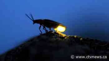 Fade into the night: Fireflies facing threats from climate change and light pollution