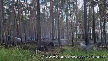 Bisher keine größeren Waldbrände in Brandenburg