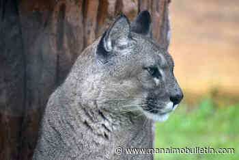Campground shut down after cougar kills dog in Cultus Lake