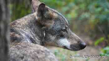 Zerstückelter Wolf: Verein bietet 10.000 Euro Belohnung für Ergreifung