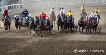 Horse euthanized following injury during Calgary Stampede chuckwagon race