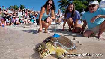 Rehabilitated sea turtle has swum 6 miles since being released to join ‘Tour de Turtles' Race