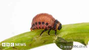 Colorado potato beetle: Warning after Hampshire discovery