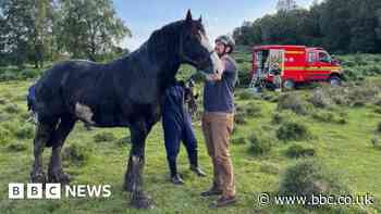 Horse freed from mud after two-hour rescue effort