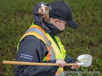 Edmonton mosquito population buzzing after heavy rainfall