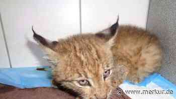 „Abgemagert und halb verdurstet“: Glücklicher Zufall rettet Luchsbaby das Leben