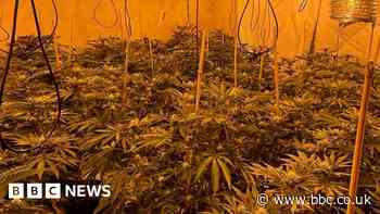 Huge cannabis farm found in Burnley house