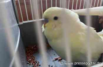 POL-OH: Wellensittich in 36093 Künzell zugeflogen