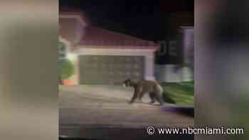 Black bear captured after roaming Homestead neighborhood, walking up to resident's door