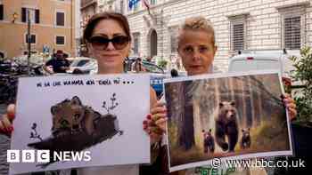 Italy bear attacks: Animals behind Alpine attacks spared slaughter