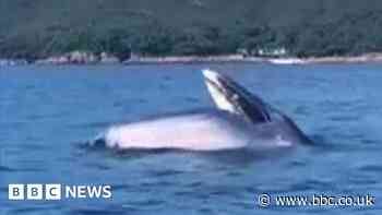 What is that? Rare animal sighting delights onlookers