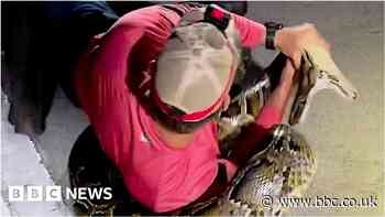 Watch: Man catches Florida’s longest-ever Burmese python