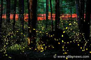 Fade into the night: Fireflies facing threats from climate change and light pollution