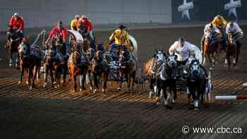 Calgary Stampede says chuckwagon horse euthanized after suffering injury