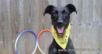 Meet the young lurcher looking for a forever home after two years in kennels