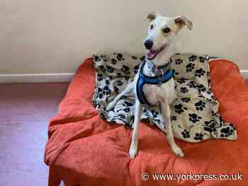 Could you give a home to 'bright spark' Flint?