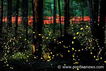 Fade into the night: Fireflies facing threats from climate change and light pollution