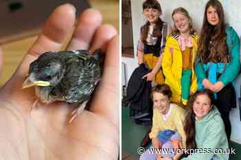 York Steiner School pupils, Fulford, rescue sparrow