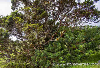 Nonnative invasives poised to dominate Hawaii forests