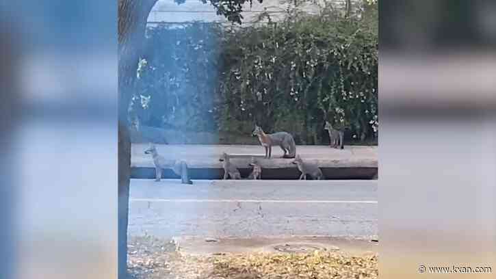 VIDEO: Foxes spotted near St. Edward's University