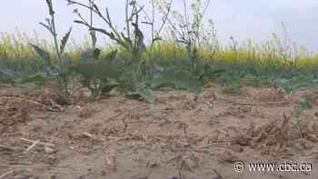 RM of Dundurn declares agricultural disaster due to drought conditions in central Sask.