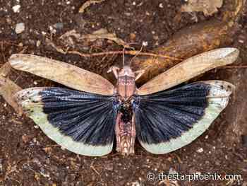 Saskatchewan gardening: Grasshoppers may be unwanted pests, but they aren't all bad