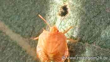 Rätselhaftes Insekt in Waldkraiburg gesichtet: Wer kann es identifizieren?