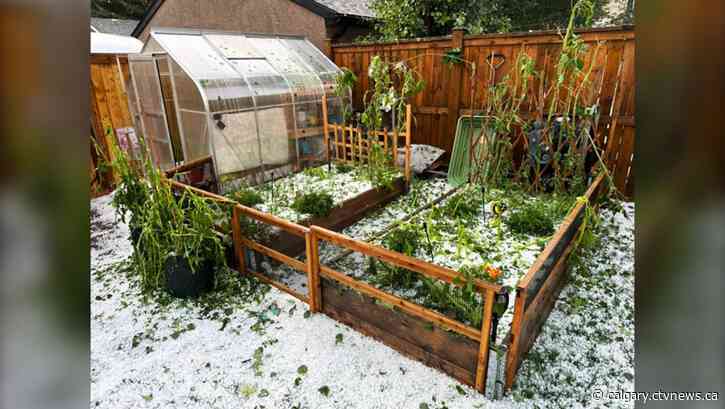 Huge hail shreds gardens as Saturday night storm smashes Calgary communities