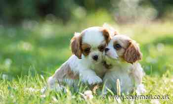 Vets reveal whether dogs can recognise their relatives - and the findings are heartbreaking 