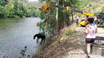 Schleiz: Pferd nach sieben Stunden aus Fluss gerettet