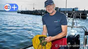 Kieler Förde: So wildern Geomar-Forscher Seegras aus