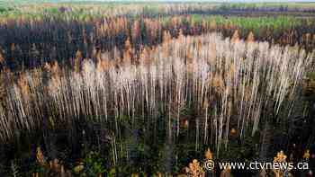 Record-breaking 10 million hectares of land burned in Canada's wildfires