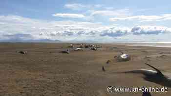 Mehr als 50 Grindwale an schottischer Insel gestrandet