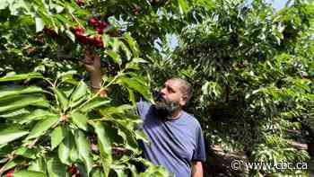 B.C. farmers test cherries designed to withstand extremes of changing climate