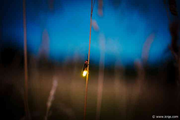 How and why do lightning bugs glow?