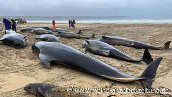 Mehrere Grindwale an schottischer Insel gestrandet