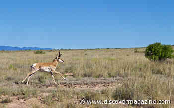 Evolution of Speed: How Has the Clever Pronghorn Outlived The American Cheetah?