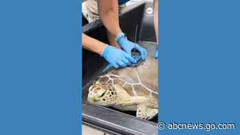 WATCH:  Rehabilitated sea turtle released to join Tour de Turtles